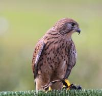 IMG_6082-11.jpg