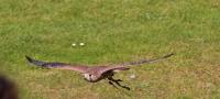 IMG_6102-11.jpg