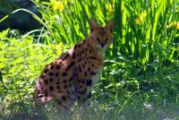 IMG_2860-1.jpg