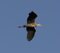 IMG_4130-11.jpg