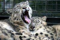 zoo37.jpg