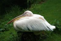 krefeldzoo021.jpg