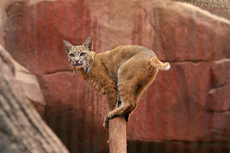 BurgersZooIMG_8257-1.jpg