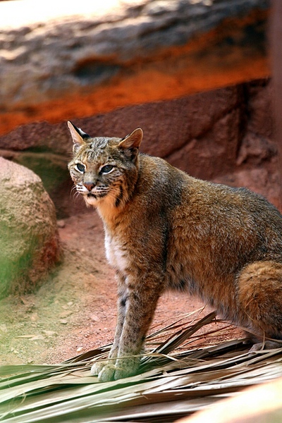 BurgersZooIMG_8280-1.jpg