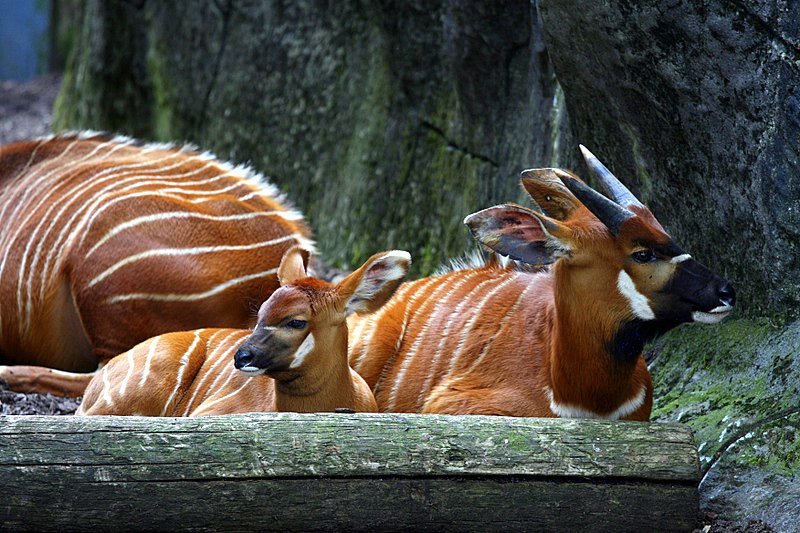BurgersZooIMG_8339-1.jpg