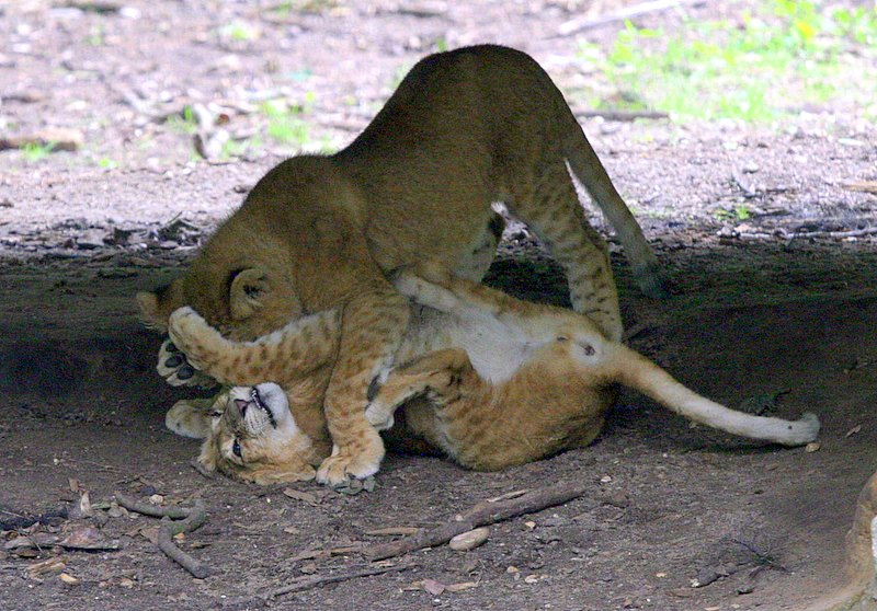BurgersZooIMG_8472-1.jpg