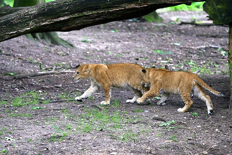 BurgersZooIMG_8492-1.jpg