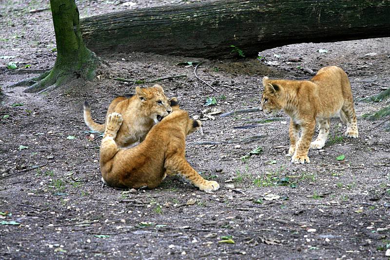 BurgersZooIMG_8502-1.jpg