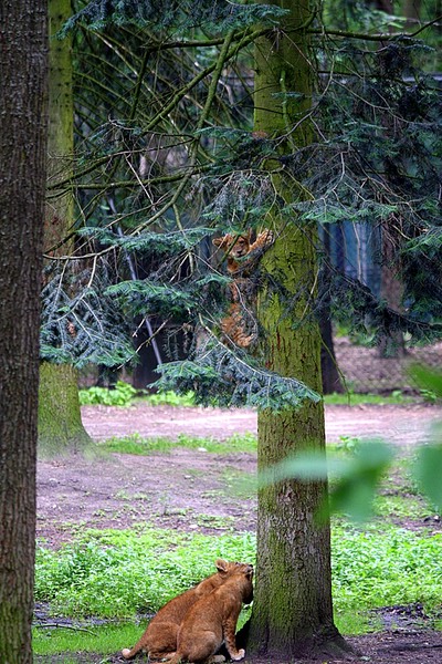 BurgersZooIMG_8518-1.jpg