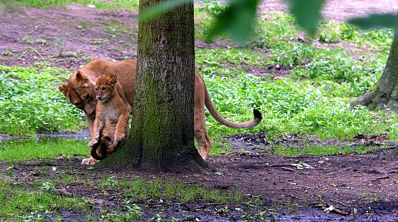 BurgersZooIMG_8532-1.jpg