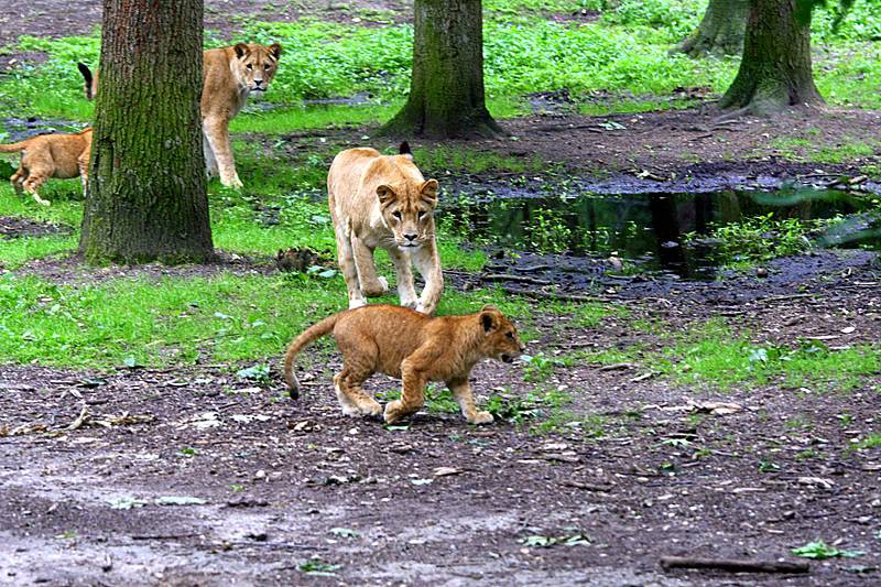 BurgersZooIMG_8537-1.jpg
