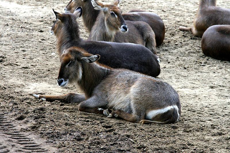 BurgersZooIMG_8586-1.jpg