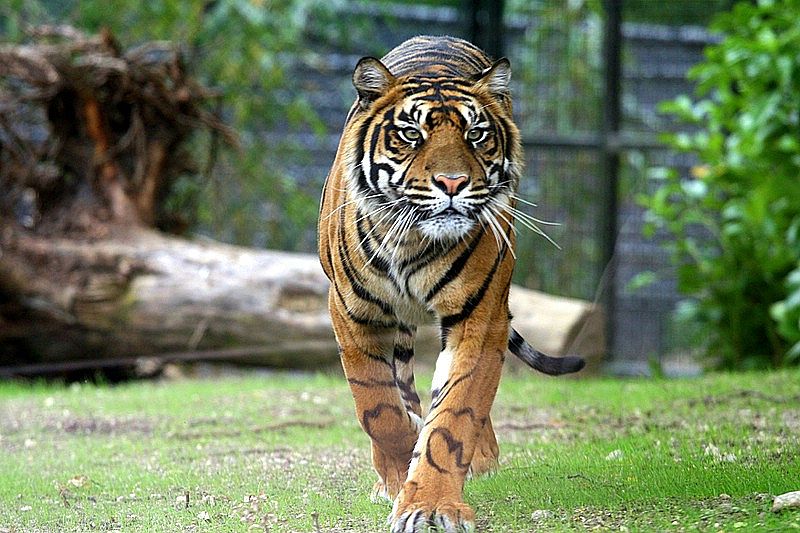 BurgersZooIMG_8607-1.jpg