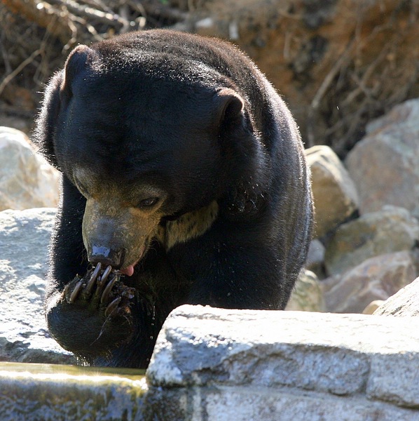 BurgersZooIMG_7957-1.jpg