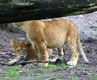 BurgersZooIMG_8446-1.jpg