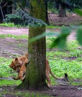 BurgersZooIMG_8530-1.jpg