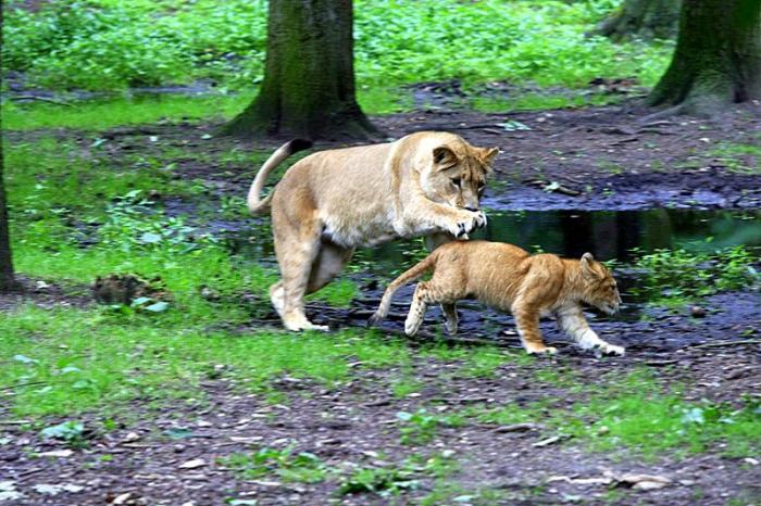 BurgersZooIMG_8542-1.jpg