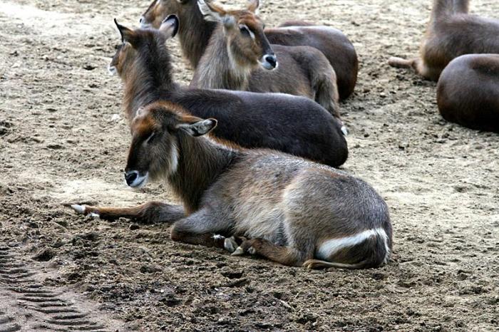 BurgersZooIMG_8586-1.jpg