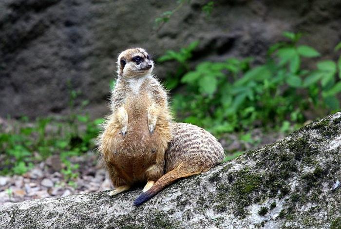 BurgersZooIMG_8612-1.jpg