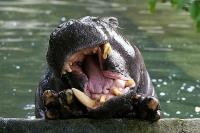 BurgersZooIMG_8635-1.jpg