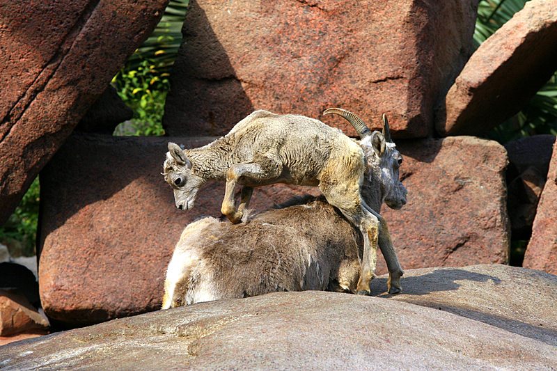 BurgersZooIMG_7999-1.jpg