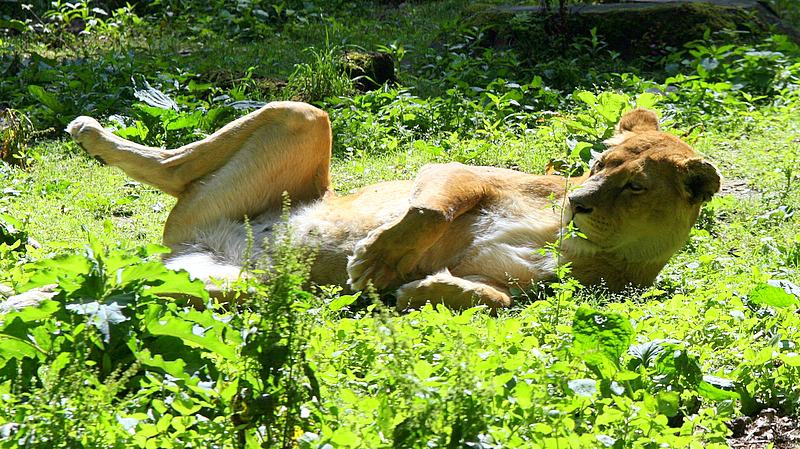 BurgersZooIMG_8055-1.jpg