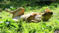 BurgersZooIMG_8055-1.jpg