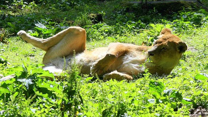 BurgersZooIMG_8055-1.jpg