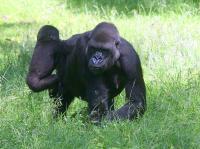 BurgersZooIMG_8075-1.jpg