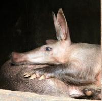 NL- Burgers Zoo