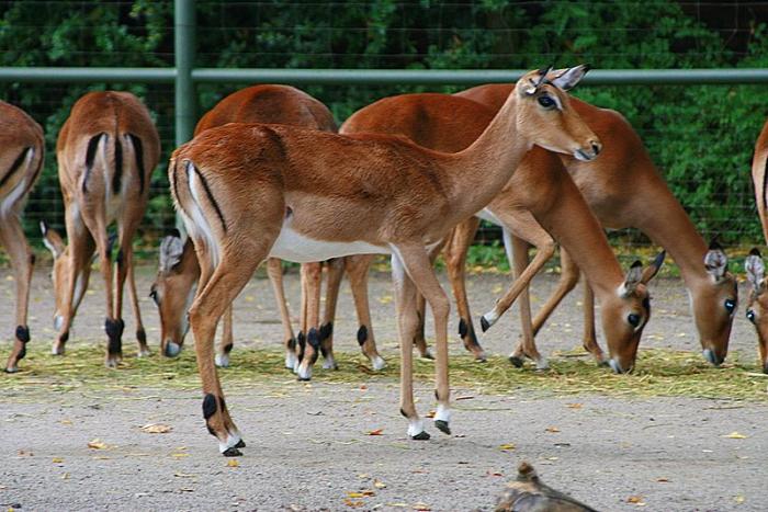 k_1006_impala.jpg